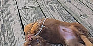 Benjamin is registered to the contest to win money with this photo: puppy, dog, brown, cute, playful, wooden_floor, outdoor, pet, animal, ears, lying_down, young, chewing, cable_tie, fur, small, adorable, curious, closeup, nature
