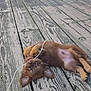 puppy, dog, brown, cute, playful, wooden_floor, outdoor, pet, animal, ears, lying_down, young, chewing, cable_tie, fur, small, adorable, curious, closeup, nature