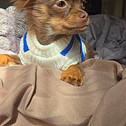 Benjamin is registered to the contest to win money with this photo: dog, small_dog, brown_dog, pet, cozy, sweater, clothing, blanket, indoor, fur, ears, cute, animal, mammal, portrait, resting, soft_texture, warm_light, curious, companion