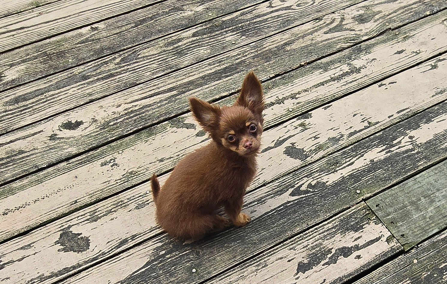 Benjamin is registered to the contest to win money with this photo: puppy, dog, small_dog, brown_dog, outdoor, wooden_deck, pet, cute, animal, canine, fur, ears, sitting, looking_up, young, companion, adorable, curious, nature, texture