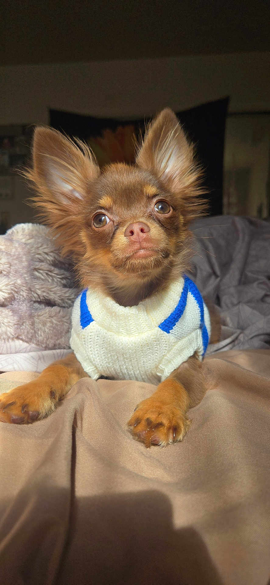 Benny is registered to the contest to win money with this photo: animal, bed, blanket, blue_stripes, brown_fur, cozy, cute, dog, ears, fur, indoor, knitted_sweater, paws, pet, portrait, puppy, resting, small_dog, sunlight, white_sweater