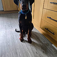 Diesel is registered to the contest to win money with this photo: dog, doberman, puppy, pet, indoor, floor, wooden_floor, kitchen, cabinet, collar, animal, sitting, young_dog, black_and_tan, canine, domestic_animal, looking_at_camera, shadow, flooring, obedient