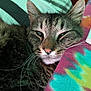 Remi joined the competition — help win amazing prizes! cat, tabby, sleepy, pet, animal, feline, whiskers, closeup, fur, ear, nose, indoor, resting, cozy, blanket, colorful, tie_dye, striped, relaxed, cute