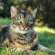 Remi joined the competition — help win amazing prizes! cat, tabby, green_eyes, grass, outdoor, animal, pet, fur, whiskers, nature, sunlight, closeup, portrait, relaxed, mammal, domestic_animal, laying, greenery, daylight, serene