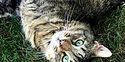Remi joined the competition — help win amazing prizes! cat, tabby, green_eyes, grass, outdoor, animal, pet, feline, fur, whiskers, nature, relaxing, cute, close_up, lying_down, domestic_cat, mammal, playful, wildlife, portrait
