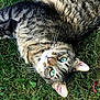 cat, tabby, green_eyes, grass, outdoor, animal, pet, feline, fur, whiskers, nature, relaxing, cute, close_up, lying_down, domestic_cat, mammal, playful, wildlife, portrait