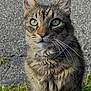 Remi is registered to the contest to win money with this photo: cat, tabby, animal, pet, fur, whiskers, green_eyes, outdoor, grass, pavement, closeup, portrait, mammal, cute, curious, nature, feline, collar, sitting, daylight