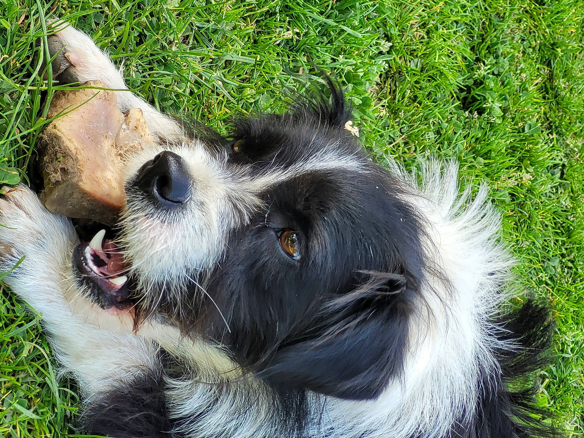 Selsius a rejoint le concours — aidez-le/la à gagner de superbes lots ! australian_cattle_dog, canidae, carnivore, companion_dog, dog, dog_breed, fur, grass, herding_dog, paw, plant, primate, sporting_group, terrestrial_animal, texas_heeler, whiskers, wildlife, working_animal, working_dog