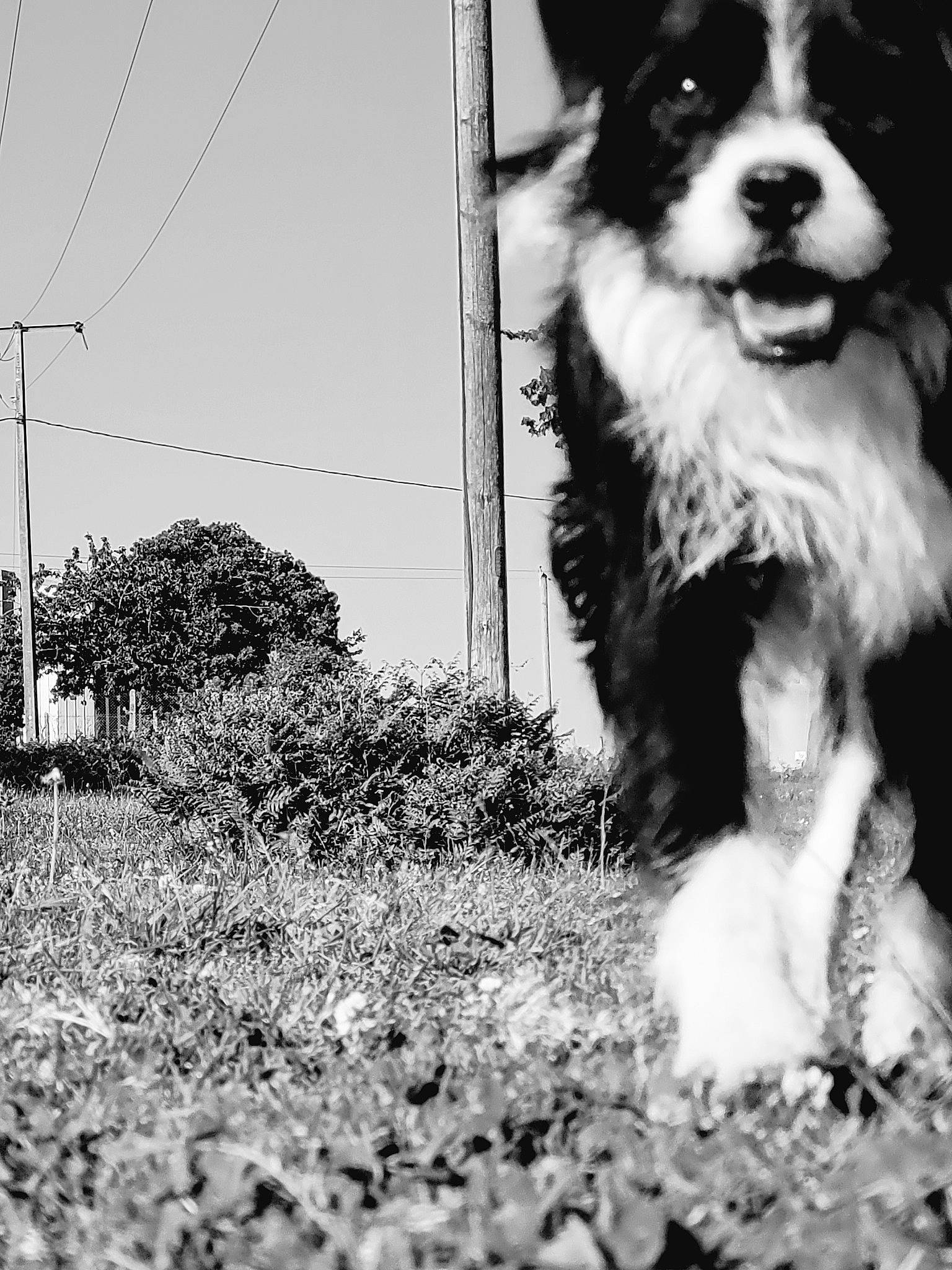 Selsius a rejoint le concours — aidez-le/la à gagner de superbes lots ! black, black_and_white, carnivore, companion_dog, dog, dog_breed, fur, grass, herding_dog, monochrome, monochrome_photography, plant, sky, snapshot, snout, sporting_group, style, toy_dog, whiskers, white