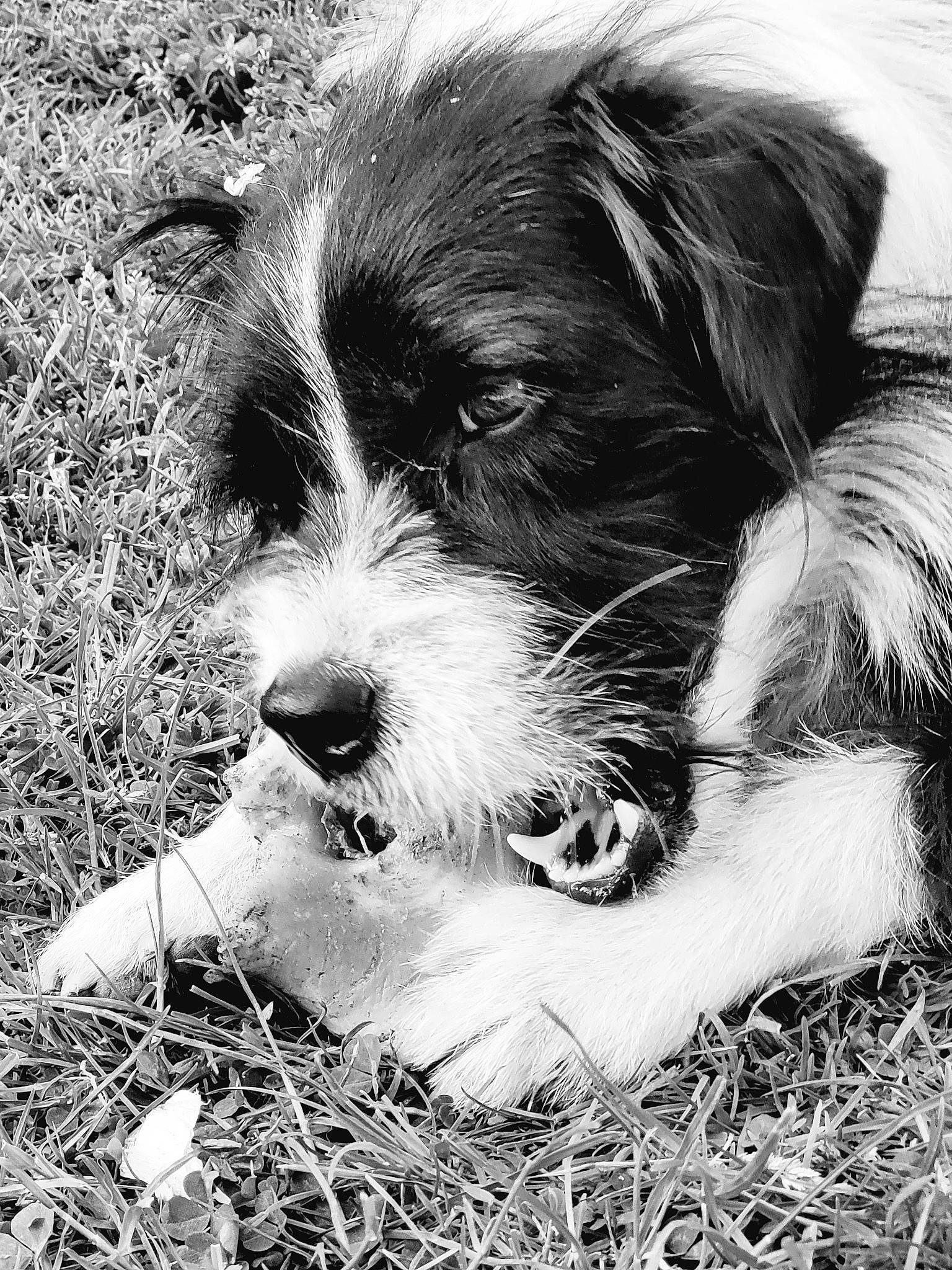 Selsius a rejoint le concours — aidez-le/la à gagner de superbes lots ! canidae, carnivore, companion_dog, corn_on_the_cob, dog, dog_breed, fur, grass, liver, monochrome, monochrome_photography, puppy, small_terrier, snout, sporting_group, terrestrial_animal, terrier, toy_dog, water_dog, working_animal