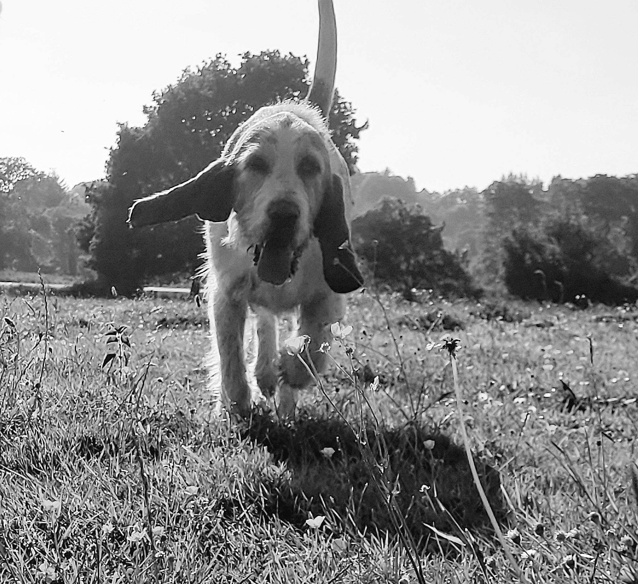 Poncho participe au concours pour gagner de l'argent avec cette photo : black_and_white, carnivore, companion_dog, dog, dog_breed, dog_collar, fawn, grass, grassland, gun_dog, monochrome, monochrome_photography, pasture, plant, sky, snout, tail, terrestrial_animal, tree, working_animal