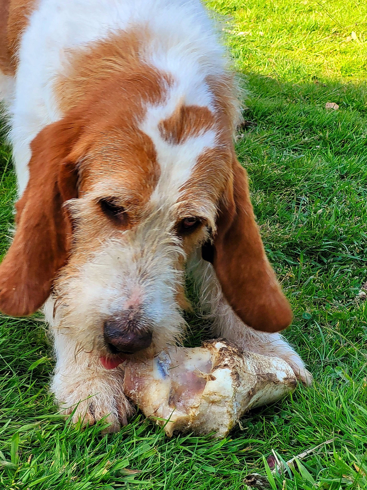 Poncho participe au concours pour gagner de l'argent avec cette photo : brittany, canidae, carnivore, companion_dog, dog, dog_breed, fawn, fur, grass, groundcover, gun_dog, hound, hunting_dog, liver, pointing_breed, puppy, snout, spaniel, sporting_group, terrestrial_animal
