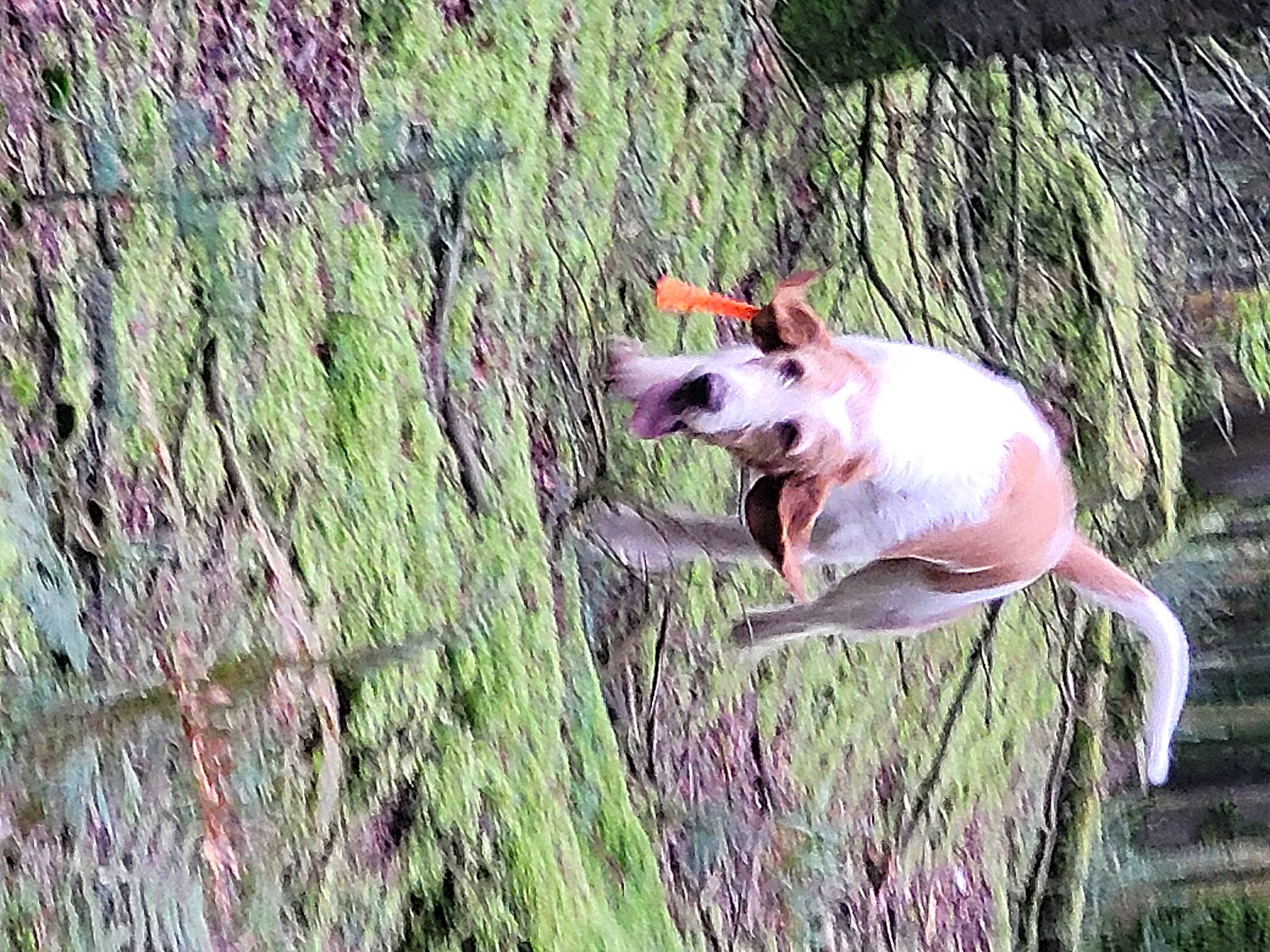 Poncho a rejoint le concours — aidez-le/la à gagner de superbes lots ! carnivore, companion_dog, dog, dog_breed, fawn, fence, forest, grass, grass_family, groundcover, pasture, plant, tail, terrestrial_animal, tree, trunk, whiskers, wood, woodland, working_animal