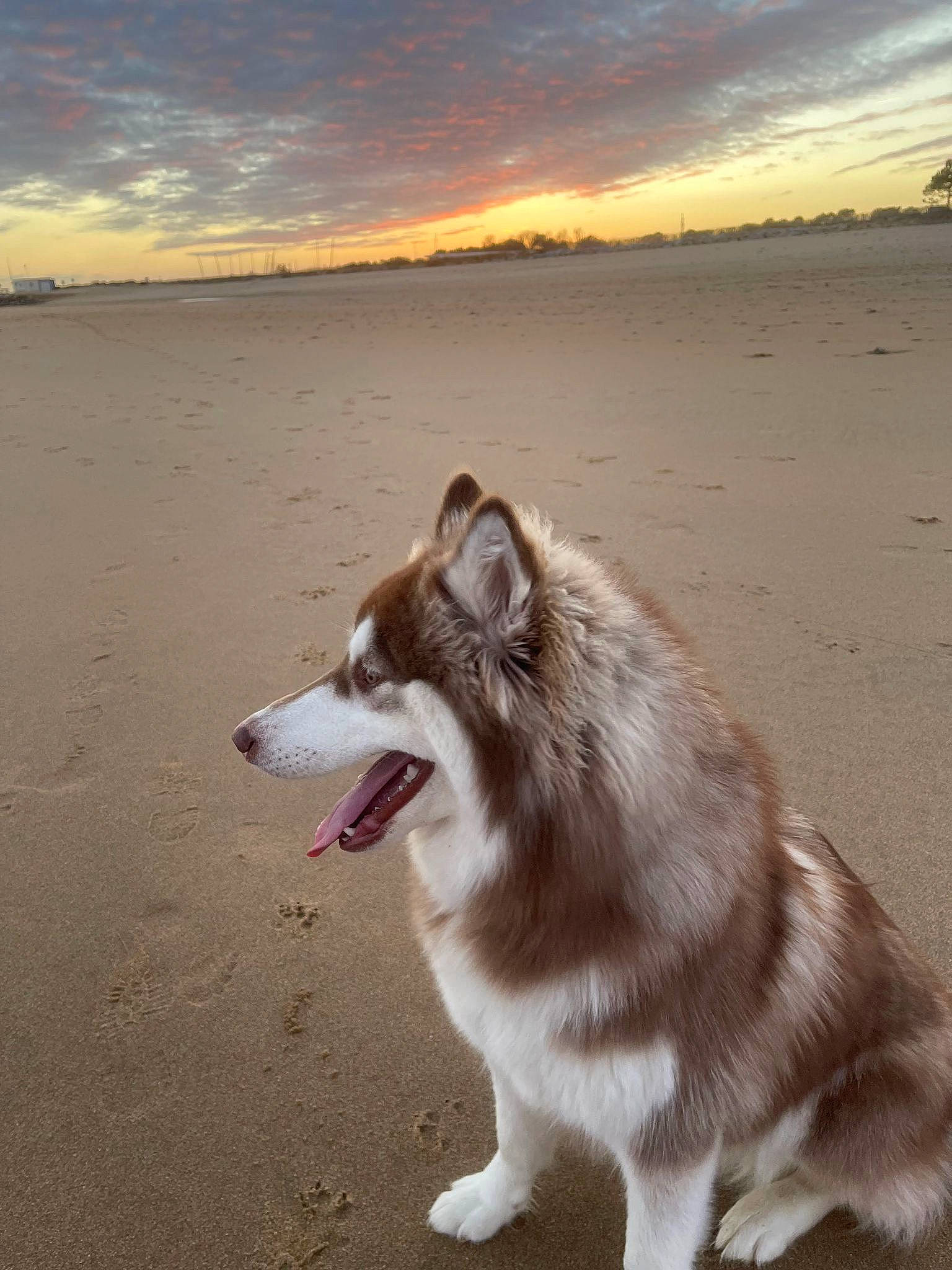 Sunny participe au concours pour gagner de l'argent avec cette photo : beach, canidae, carnivore, cloud, companion_dog, dog, dog_breed, happy, herding_dog, horizon, jaw, landscape, light, ocean, sand, sky, sled_dog, snout, sporting_group, water