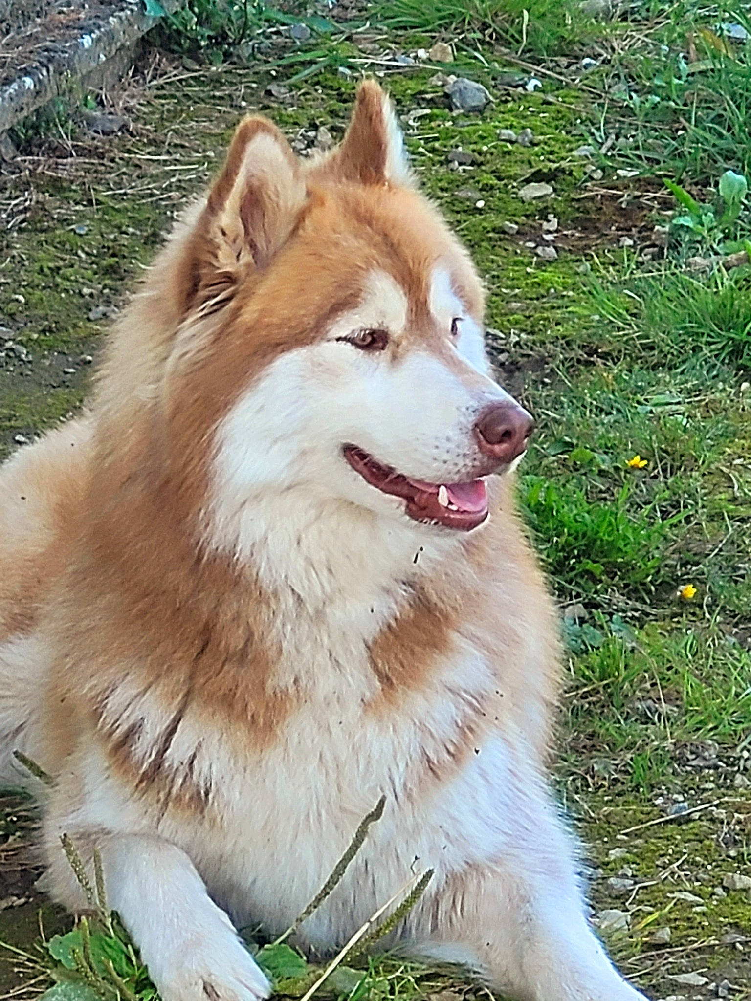 Sunny a rejoint le concours — aidez-le/la à gagner de superbes lots ! ancient_dog_breeds, canidae, canis, carnivore, companion_dog, dog, dog_breed, fur, german_spitz_mittel, grass, non_sporting_group, sled_dog, snout, spitz, sporting_group, terrestrial_animal, volpino_italiano, whiskers, working_animal, working_dog