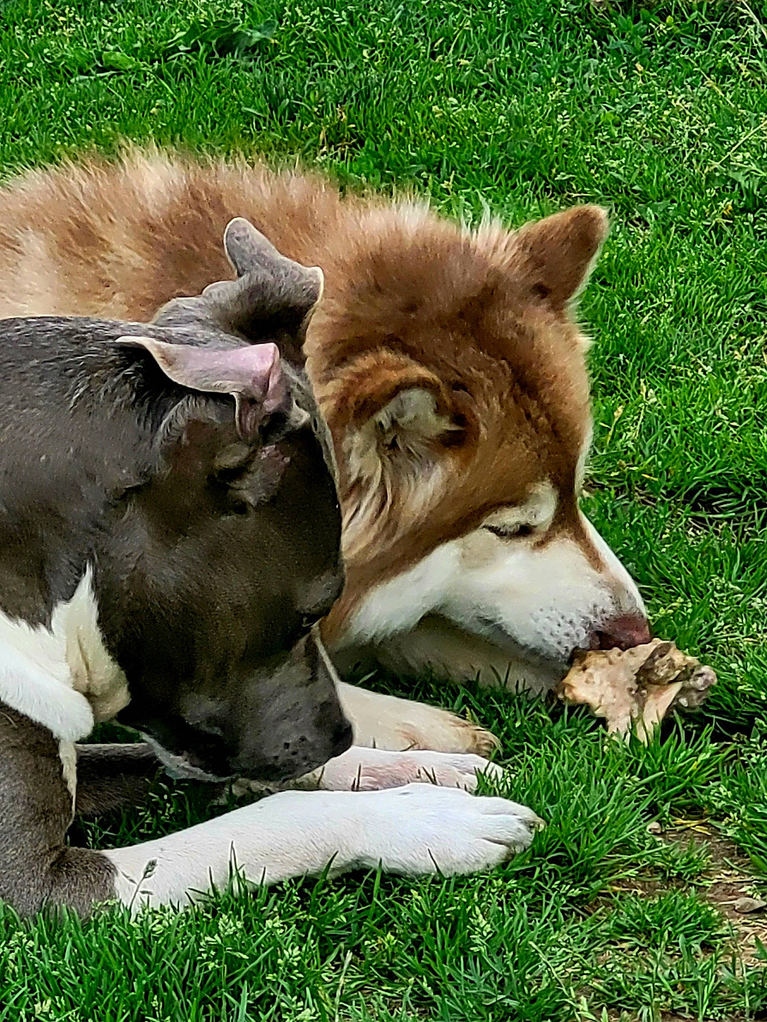 Sunny participe au concours pour gagner de l'argent avec cette photo : canidae, canis, carnivore, companion_dog, dog, dog_breed, fawn, fur, german_spitz_mittel, grass, grassland, lion, natural_landscape, pasture, snout, sporting_group, terrestrial_animal, wildlife, wolf, working_animal