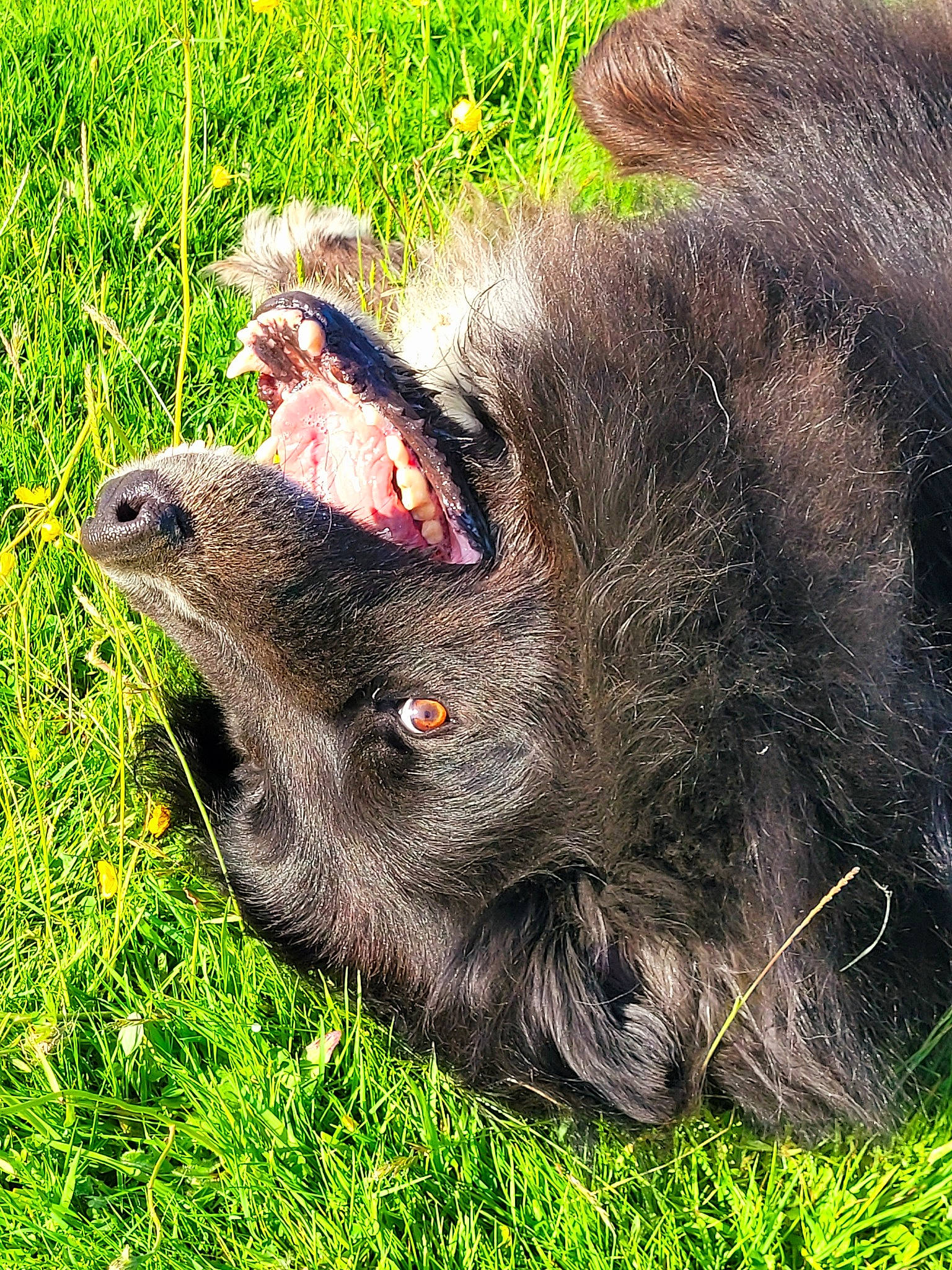 Nono participe au concours pour gagner de l'argent avec cette photo : canidae, carnivore, dog_breed, fang, fur, grass, groundcover, liver, livestock, marsupial, mustelidae, paw, plant, snout, sporting_group, tasmanian_devil, terrestrial_animal, whiskers, wildlife, working_animal
