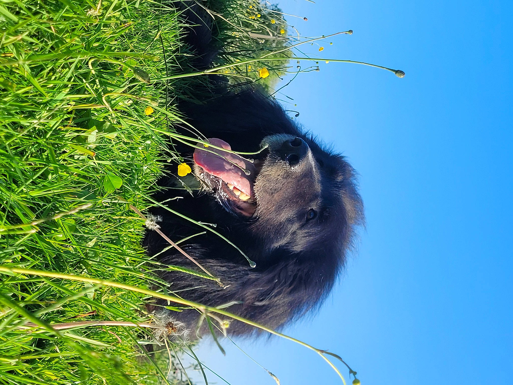 Nono participe au concours pour gagner de l'argent avec cette photo : carnivore, flowering_plant, fur, grass, grassland, plant, primate, sky, terrestrial_animal, terrestrial_plant, twig, wildlife