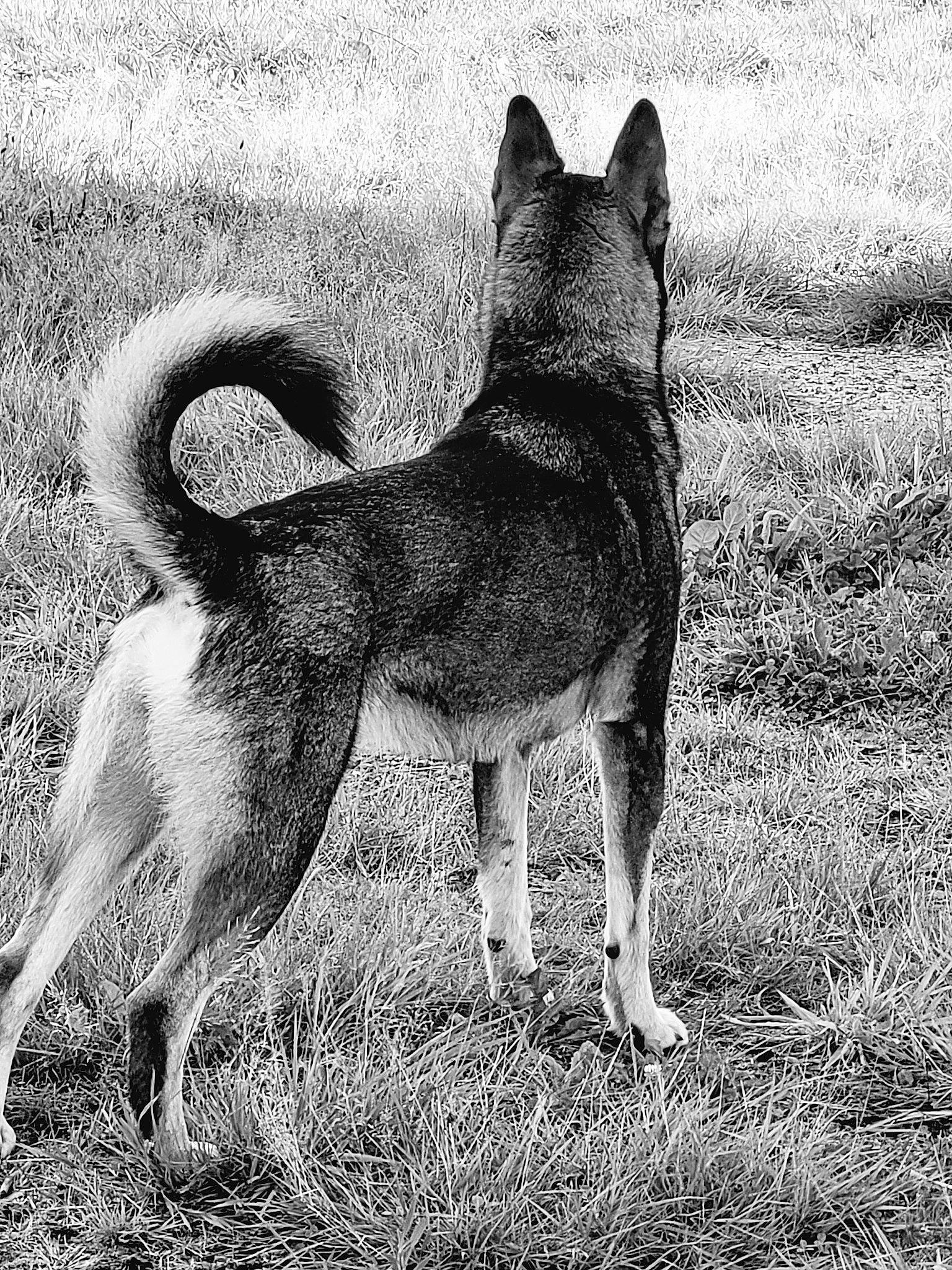 Shankara a rejoint le concours — aidez-le/la à gagner de superbes lots ! ancient_dog_breeds, art, canidae, canis, carnivore, companion_dog, dog, dog_breed, fawn, grass, monochrome, monochrome_photography, non_sporting_group, snout, sporting_group, tail, terrestrial_animal, wildlife, working_animal, working_dog