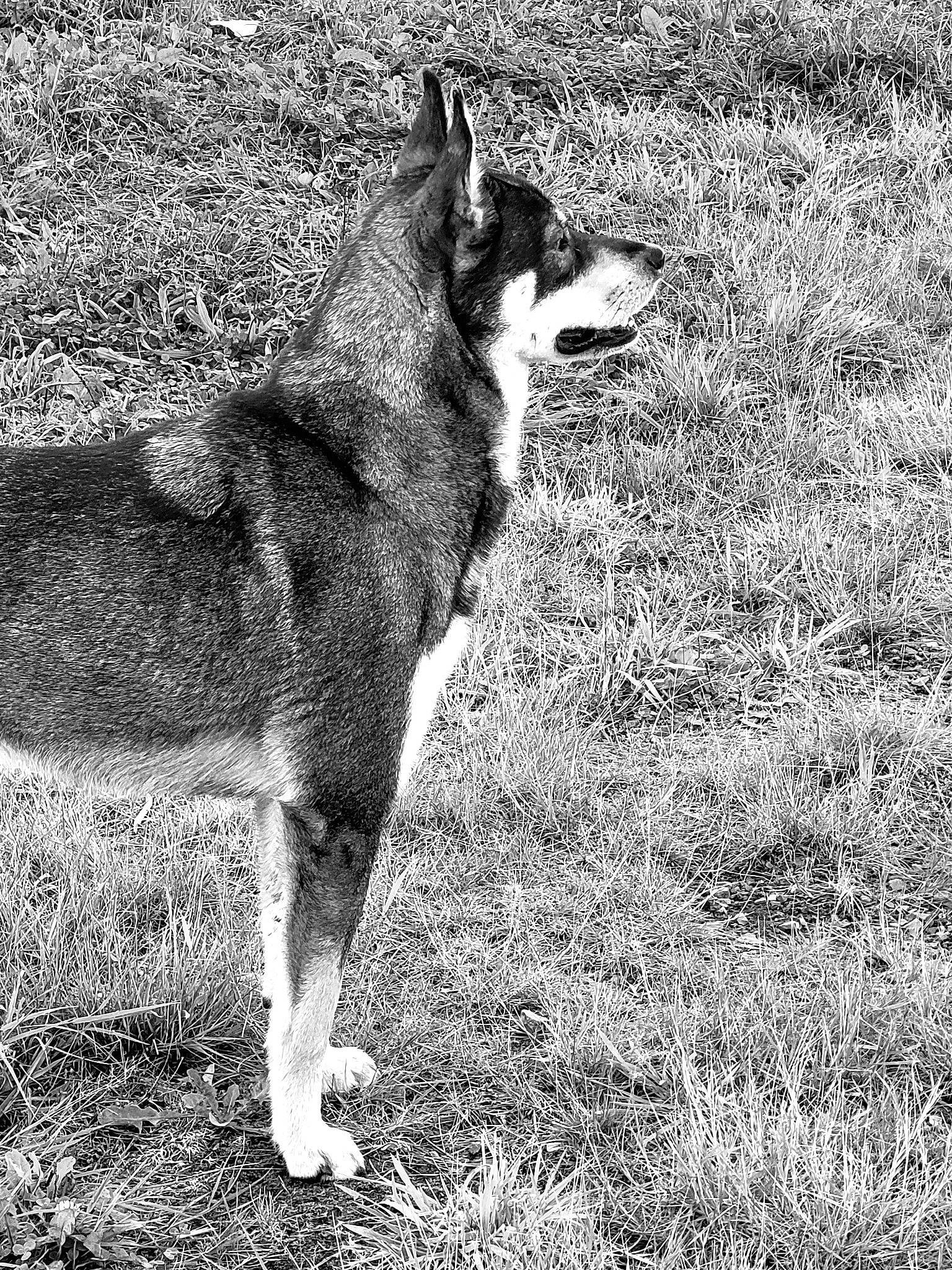 Shankara participe au concours pour gagner de l'argent avec cette photo : canidae, canis, carnivore, dog, dog_breed, east_european_shepherd, fur, german_shepherd_dog, grass, grassland, herding_dog, monochrome, monochrome_photography, snout, sporting_group, tail, terrestrial_animal, wildlife, working_animal, working_dog