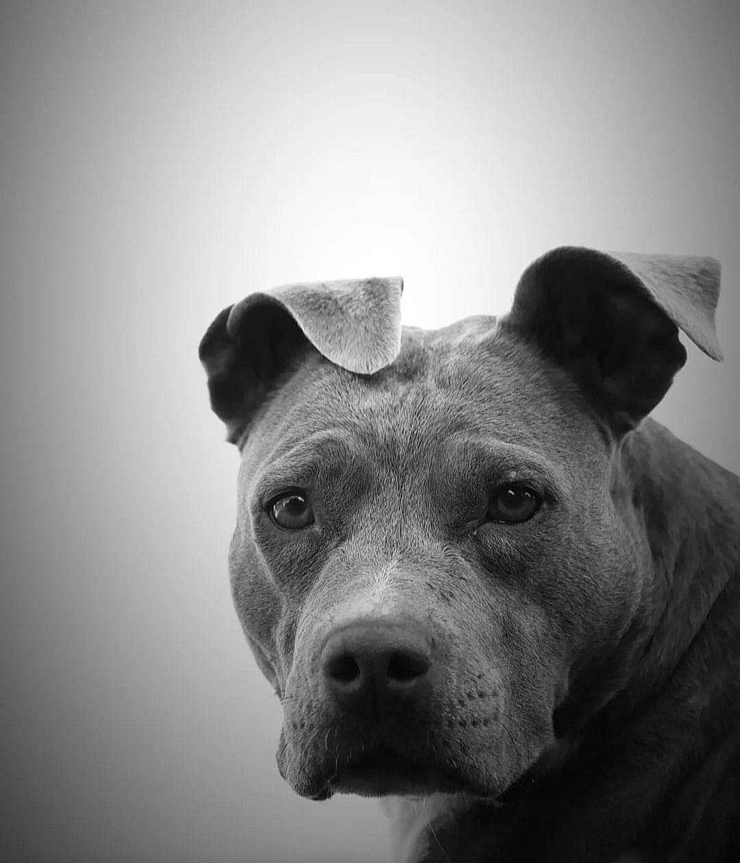 Nala participe au concours pour gagner de l'argent avec cette photo : canidae, carnivore, companion_dog, darkness, dog, dog_breed, ear, fawn, grey, jaw, molosser, monochrome, monochrome_photography, snout, sporting_group, still_life_photography, terrestrial_animal, whiskers, working_animal, wrinkle