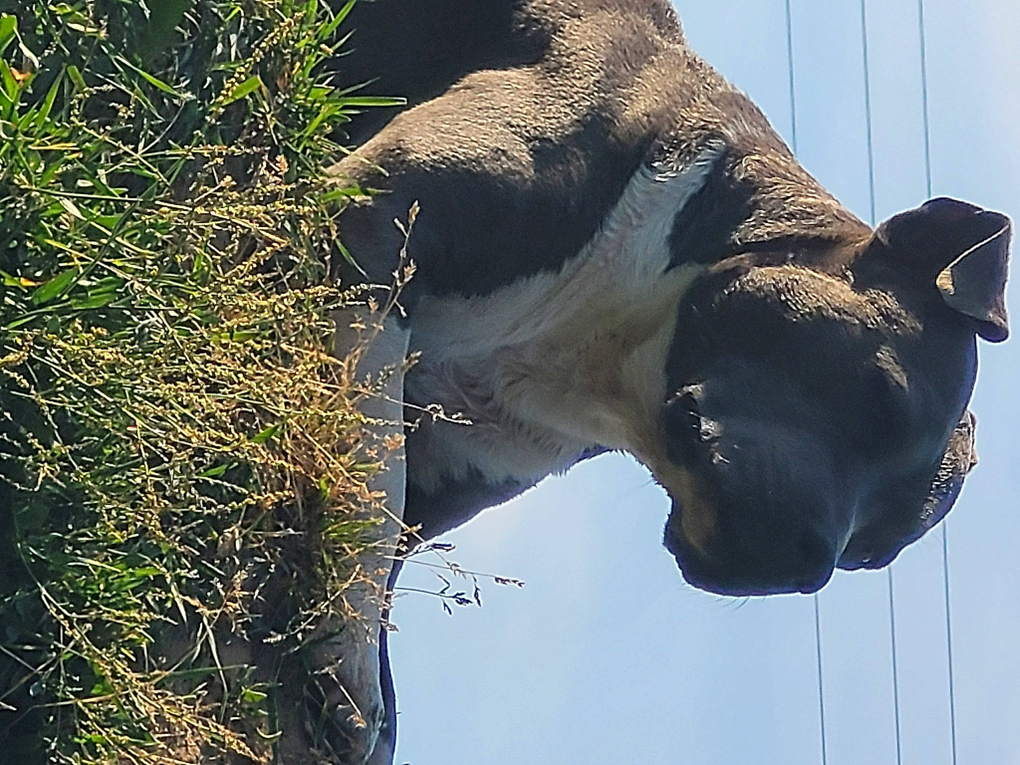 Nala participe au concours pour gagner de l'argent avec cette photo : art, grass, organism, pack_animal, plant, reflection, sculpture, sky, snout, stallion, terrestrial_animal, tree, trunk, twig, water, wildlife, working_animal