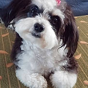 Patches joined the competition — help win amazing prizes! dog, pet, bow, fluffy, black_and_white, carpet, indoor, cute, small_dog, fur, animal, resting, looking, ears, face, paws, adorable, companion, domestic_animal, friendly