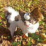 Arya a rejoint le concours — aidez-le/la à gagner de superbes lots ! dog, small_dog, chihuahua, tongue_out, ears, fur, outdoor, autumn, leaves, grass, sunlight, pet, cute, animal, nature, daylight, playful, closeup, mammal, companion