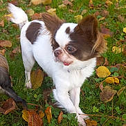 Arya participe au concours pour gagner de l'argent avec cette photo : dog, small_dog, chihuahua, white_fur, brown_fur, grass, autumn_leaves, outdoor, pet, animal, cute, nature, fall, leaf_litter, canine, fur, tongue_out, alert, standing, daylight