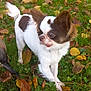 dog, small_dog, chihuahua, white_fur, brown_fur, grass, autumn_leaves, outdoor, pet, animal, cute, nature, fall, leaf_litter, canine, fur, tongue_out, alert, standing, daylight