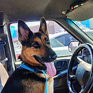 Harley joined the competition — help win amazing prizes! dog, german_shepherd, car_interior, steering_wheel, seat, window, sunlight, tongue_out, collar, leash, parked_car, dashboard, rearview_mirror, vehicle, pets, animal, happy, seatbelt, daylight, inside_car