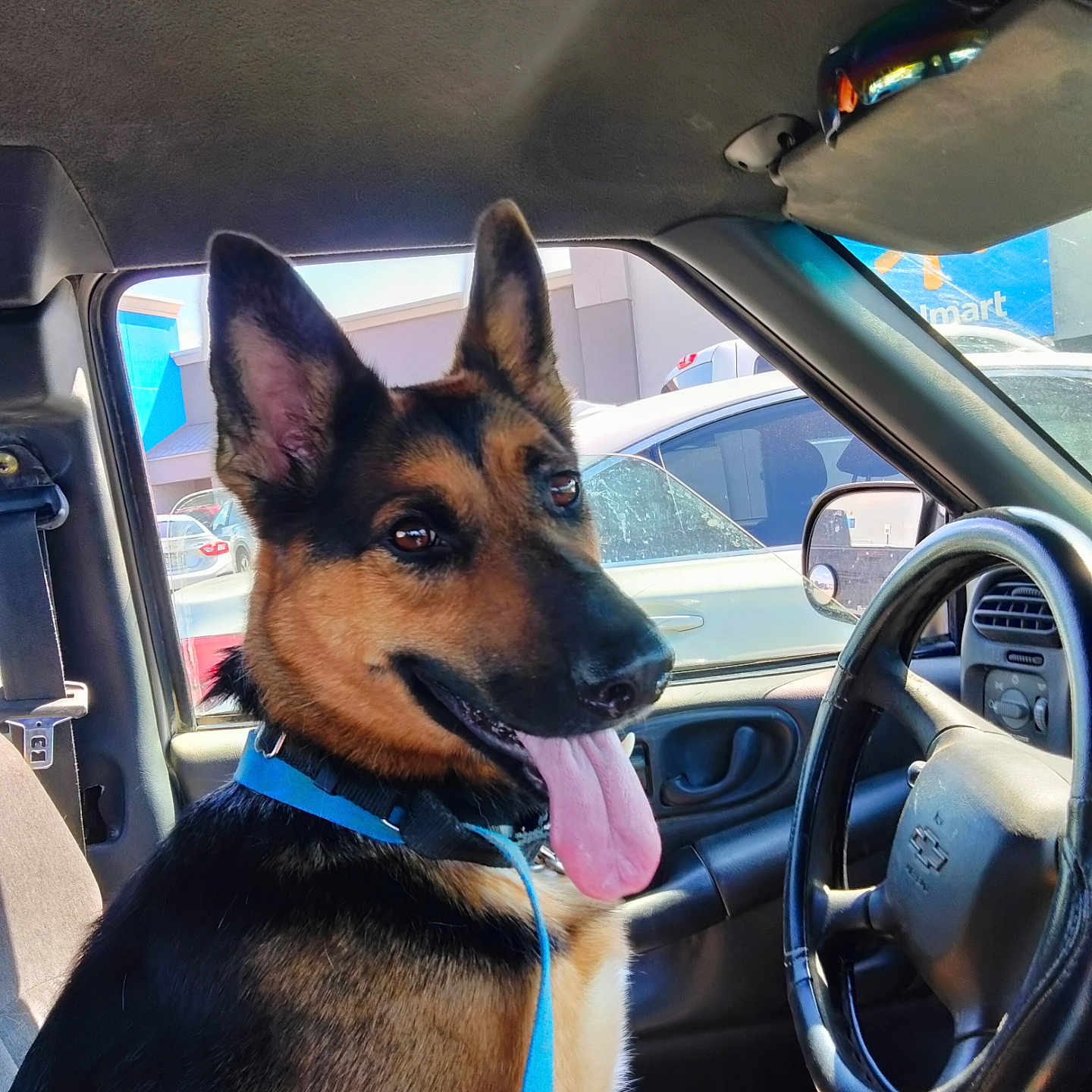 Harley joined the competition — help win amazing prizes! animal, car_interior, collar, dashboard, daylight, dog, german_shepherd, happy, inside_car, leash, parked_car, pets, rearview_mirror, seat, seatbelt, steering_wheel, sunlight, tongue_out, vehicle, window