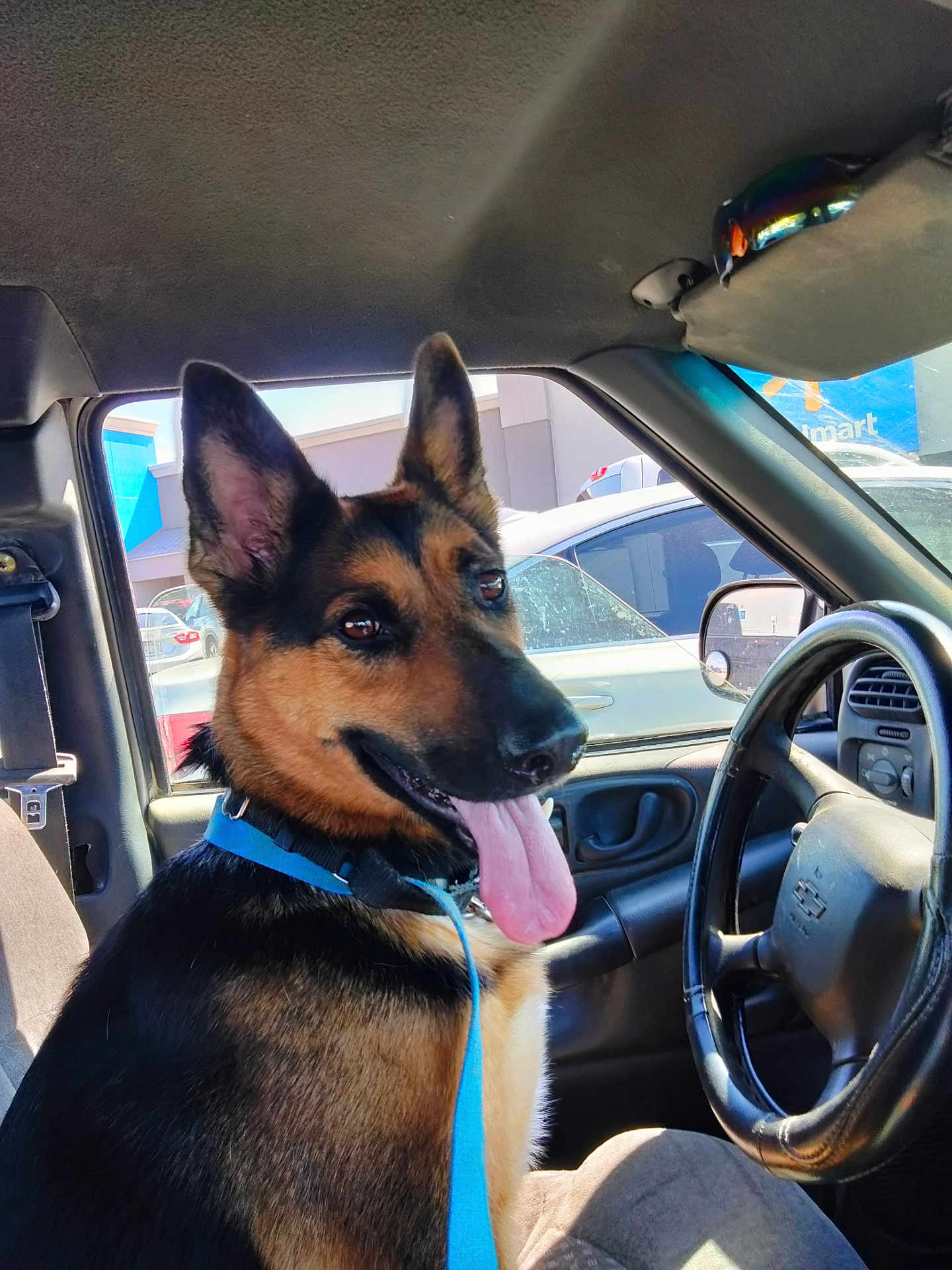 Harley joined the competition — help win amazing prizes! dog, german_shepherd, car_interior, steering_wheel, seat, window, sunlight, tongue_out, collar, leash, parked_car, dashboard, rearview_mirror, vehicle, pets, animal, happy, seatbelt, daylight, inside_car