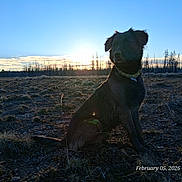 Little Lady joined the competition — help win amazing prizes! dog, pet, sunset, silhouette, field, grass, frost, trees, forest, horizon, sky, clouds, nature, outdoor, collar, tag, sitting, profile, backlit, lens_flare