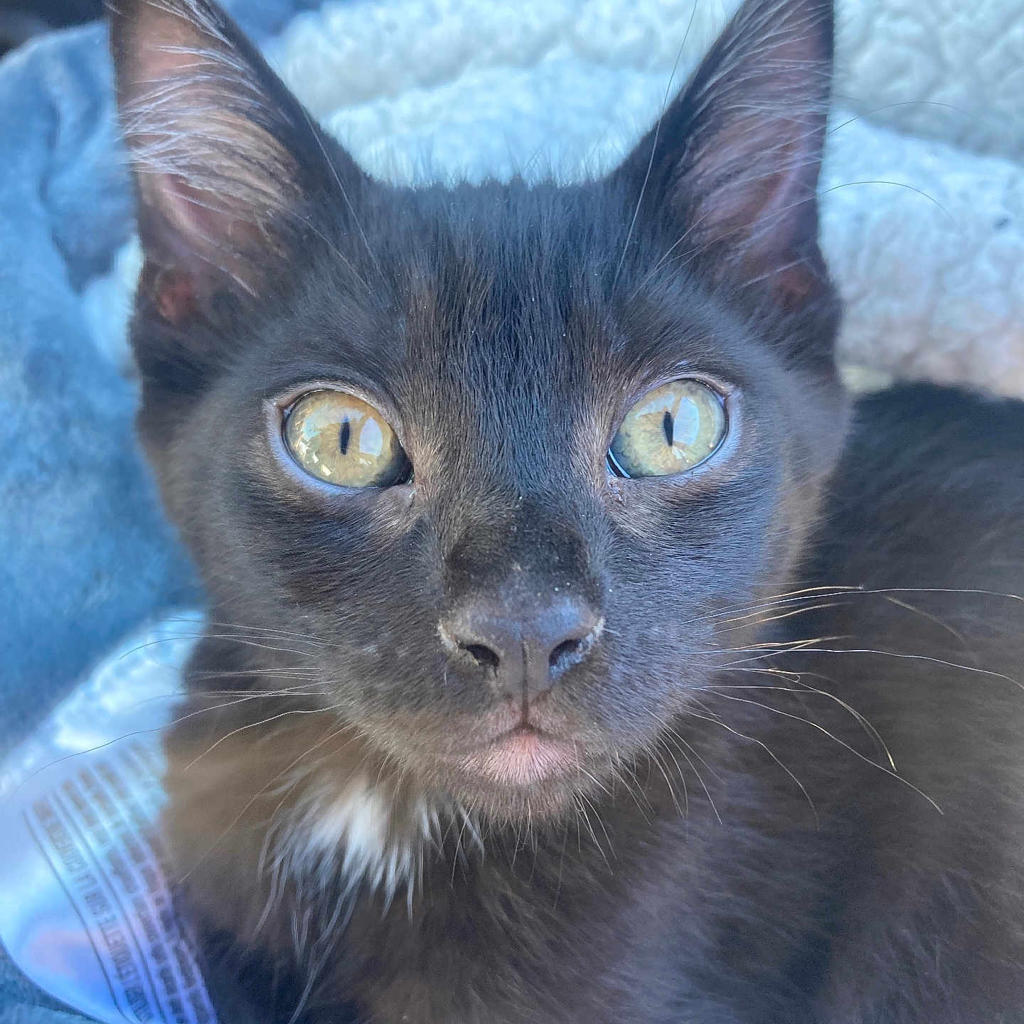 Stink Bug is registered to the contest to win money with this photo: abyssinian, animal, blackcat, blanket, cat, kitten, manx, pet, towel