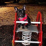 Uben a rejoint le concours — aidez-le/la à gagner de superbes lots ! dog, french_bulldog, pet, animal, spring_rider, playground, night, street_lamp, park, red_harness, gravel, outdoor, cute, black_dog, toy, leisure, animal_portrait, small_dog, play, evening