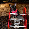 dog, french_bulldog, pet, animal, spring_rider, playground, night, street_lamp, park, red_harness, gravel, outdoor, cute, black_dog, toy, leisure, animal_portrait, small_dog, play, evening