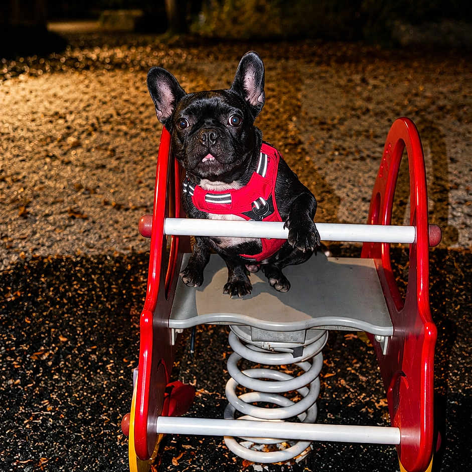 Uben a rejoint le concours — aidez-le/la à gagner de superbes lots ! dog, french_bulldog, pet, animal, spring_rider, playground, night, street_lamp, park, red_harness, gravel, outdoor, cute, black_dog, toy, leisure, animal_portrait, small_dog, play, evening