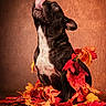 dog, black_and_white_dog, tongue_out, sitting, portrait, autumn, fall_leaves, red_leaves, orange_leaves, yellow_leaves, studio, warm_lighting, textured_background, pet_photography, animal_portrait, upright_dog, white_chest, floppy_ears, dramatic_pose, leaf_decoration