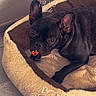 dog, french_bulldog, pet, black_dog, puppy, animal, face, ears, eyes, nose, toy, orange_toy, dog_bed, pet_bed, blanket, indoor, home, wood_floor, lying_down, portrait