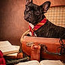 dog, french_bulldog, pet, animal, portrait, sitting, vintage, suitcase, books, open_book, glasses, tie, collar, indoor, warm_lighting, brown_background, travel, study, still_life, humorous