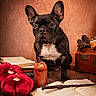 dog, french_bulldog, pet, animal, portrait, sitting, indoors, books, open_book, candle, pumpkins, velvet, wand, magic, cozy, warm_lighting, brown_background, home_decor, white_chest, upright_ears