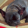 dog, french_bulldog, sleeping, sleepy, black_dog, pet, animal, wrinkles, snout, nose, ears, cozy, dog_bed, blanket, cushion, indoors, portrait, close_up, nap, sunday