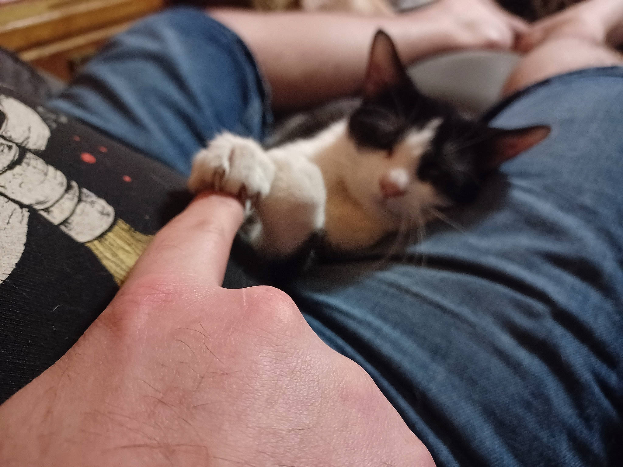 Puff joined the competition — help win amazing prizes! canidae, carnivore, cat, comfort, domestic_short_haired_cat, ear, elbow, felidae, finger, fur, gesture, human_leg, lap, nail, paw, small_to_medium_sized_cats, thigh, thumb, whiskers, wrist