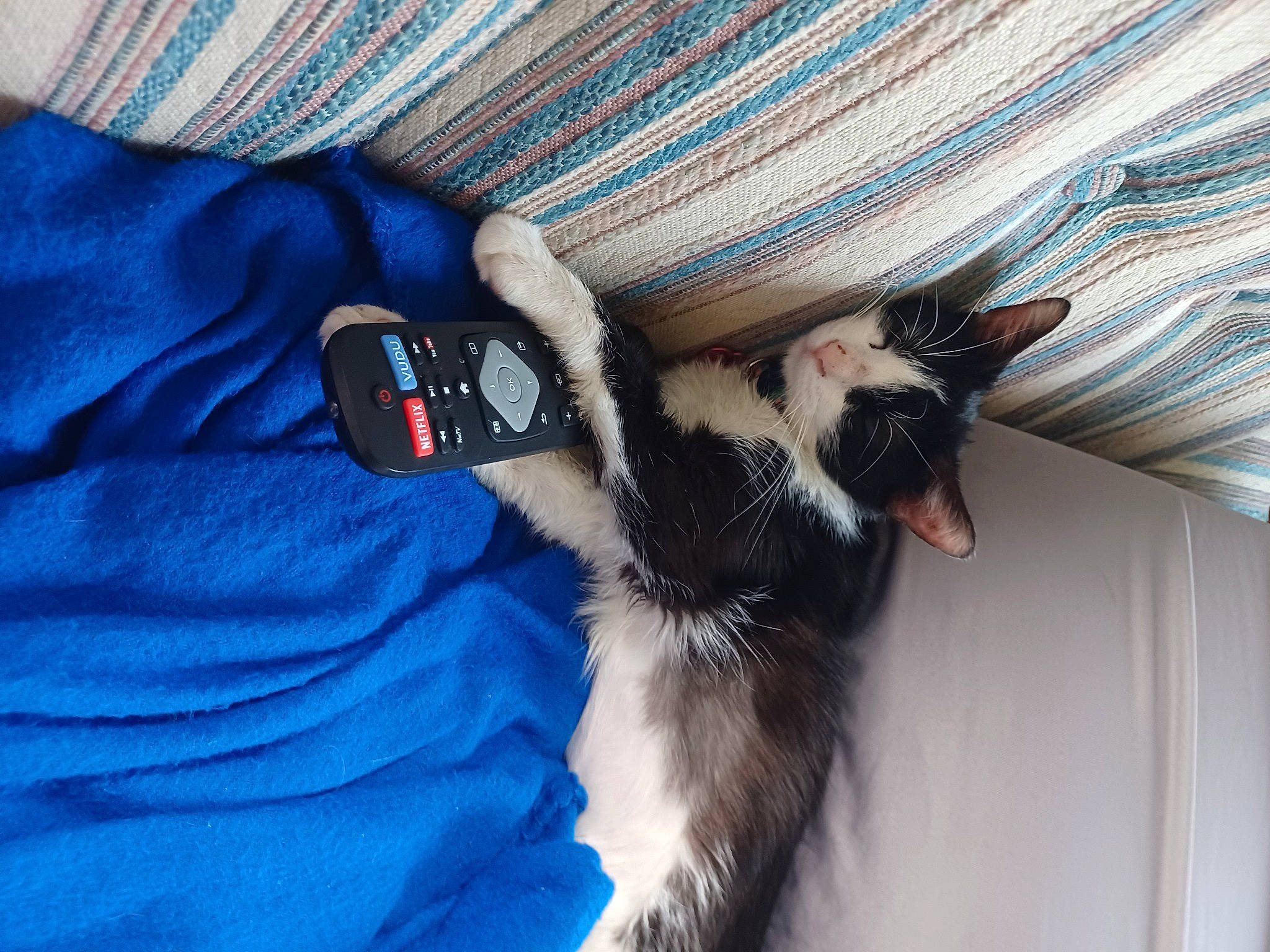 Puff joined the competition — help win amazing prizes! arm, beard, carnivore, cat, comfort, dog_breed, electric_blue, felidae, fur, gesture, grey, human_leg, nail, paw, sleeve, small_to_medium_sized_cats, tail, textile, whiskers, wrist