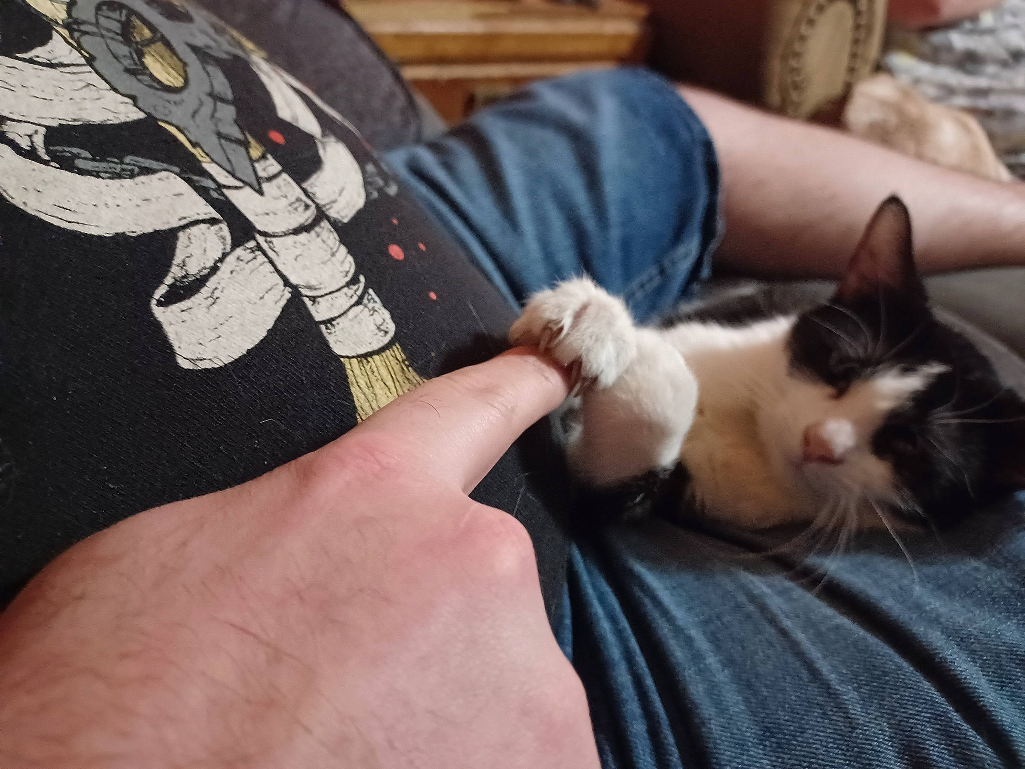 Puff joined the competition — help win amazing prizes! carnivore, cat, comfort, couch, domestic_short_haired_cat, fashion_accessory, felidae, finger, fur, gesture, hand, human_leg, lap, nail, paw, pillow, small_to_medium_sized_cats, thumb, whiskers, wrist