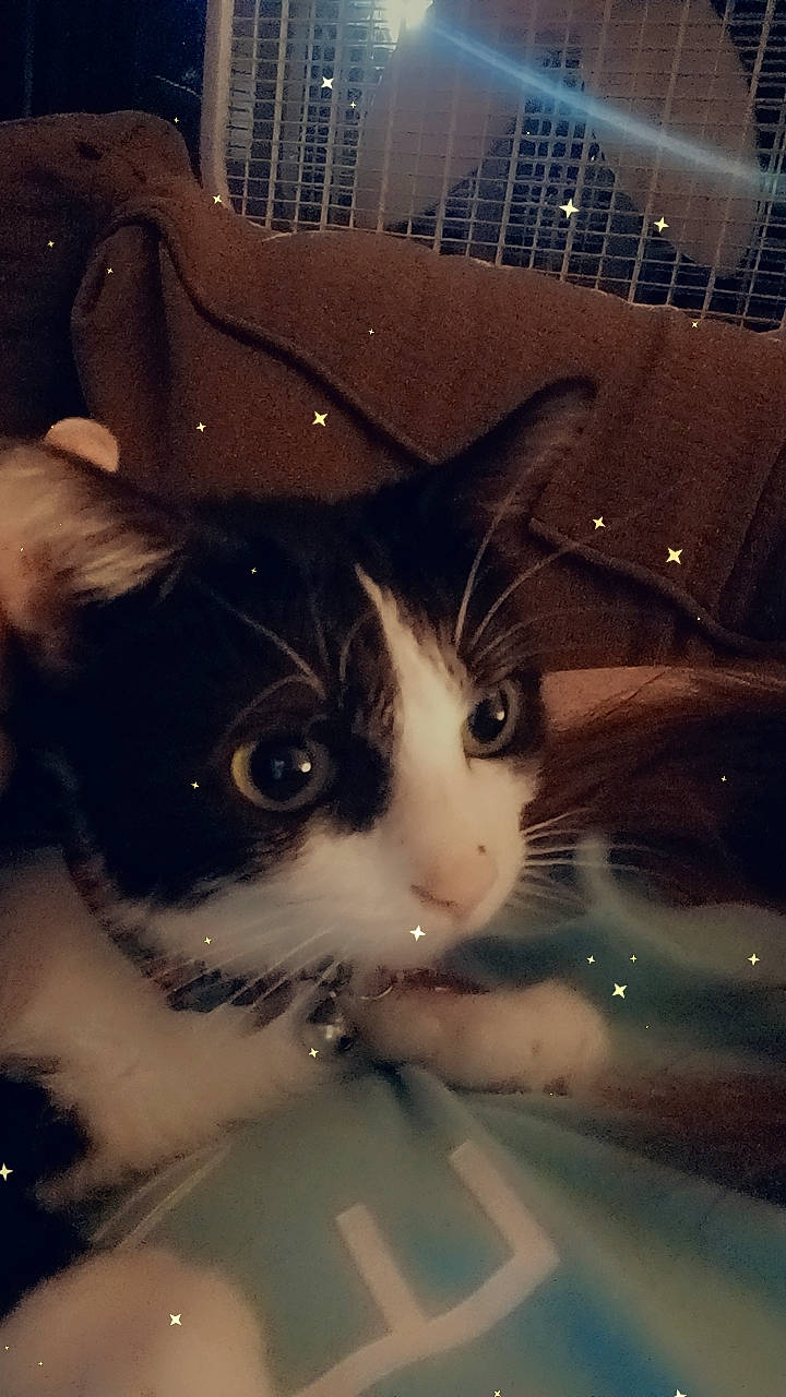 Puff joined the competition — help win amazing prizes! art, carnivore, cat, darkness, domestic_short_haired_cat, eyewear, fedora, felidae, fur, hat, mammal, night, photo_caption, sky, small_to_medium_sized_cats, snout, square, tail, tints_and_shades, whiskers