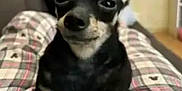 Butterscotch is registered to the contest to win money with this photo: dog, small_dog, black_dog, tan_dog, pet, indoor, couch, plaid, pajamas, legs, closeup, cute, animal, canine, sitting, face, ears, expression, home, relaxed