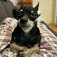 Butterscotch joined the competition — help win amazing prizes! dog, small_dog, black_dog, tan_dog, pet, indoor, couch, plaid, pajamas, legs, closeup, cute, animal, canine, sitting, face, ears, expression, home, relaxed
