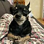 Butterscotch joined the competition — help win amazing prizes! dog, small_dog, black_dog, tan_dog, pet, indoor, couch, plaid, pajamas, legs, closeup, cute, animal, canine, sitting, face, ears, expression, home, relaxed